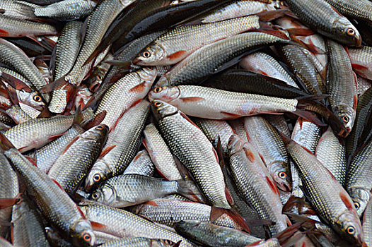 鲤鱼鱼食品新鲜海鲜动物野生动物水产品美味饮食美食健康鱼群
