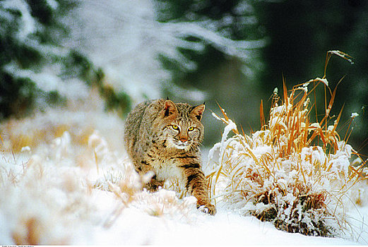 美国山猫,冬天