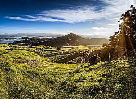 绵羊,放牧,草地,耙,亮光,太阳光线,温暖,朝日,小湾,湾,南岛,新西兰