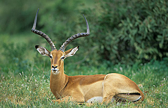 休息,桑布鲁野生动物保护区,肯尼亚,非洲