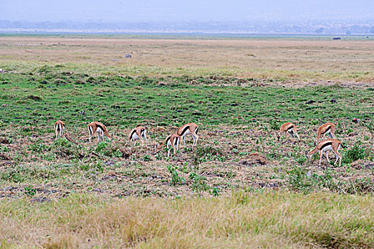 草原上一群羚羊