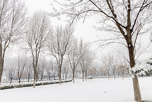 河北省石家庄市,滹沱河生态旅游区雪景