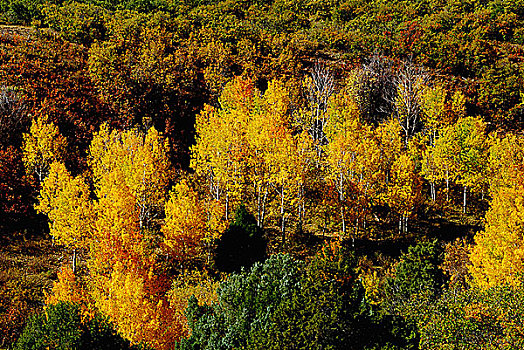 秋天,树,树林,科罗拉多,落基山脉,美国