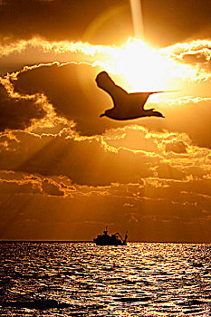 飞鸟,俯视,海洋,日落,基韦斯特,佛罗里达,美国