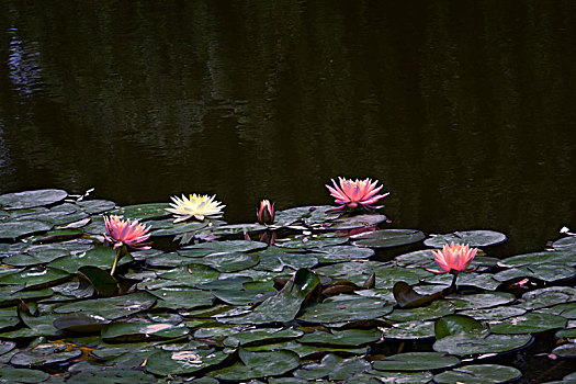 睡莲,莲花,金鱼,红鲫鱼