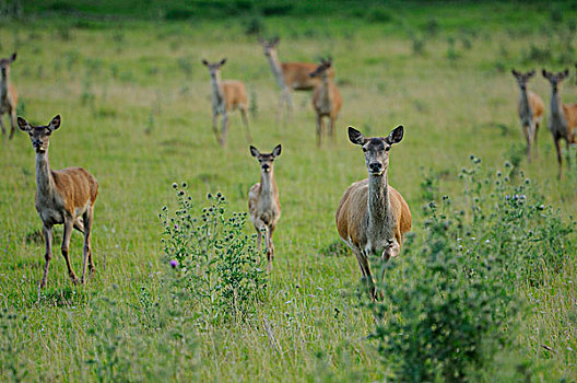 牧,红鹿,马鹿,在领域,对相机寻找