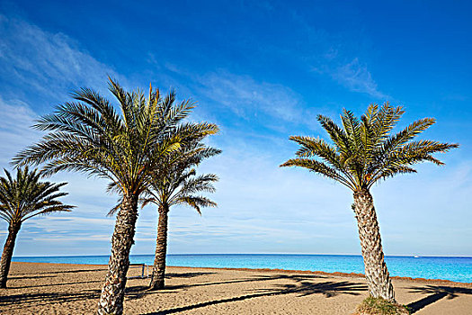丹尼亚,码头,海滩,棕榈树,地中海,阿利坎特,西班牙