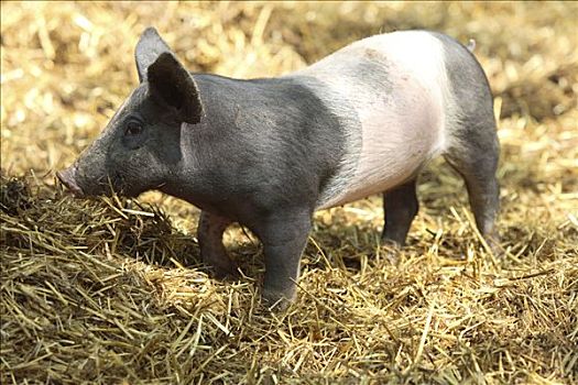 猪,小猪,放养,农业,德国,欧洲