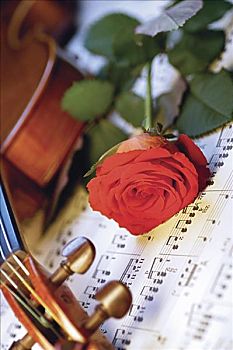 红玫瑰,小提琴,乐谱,特写