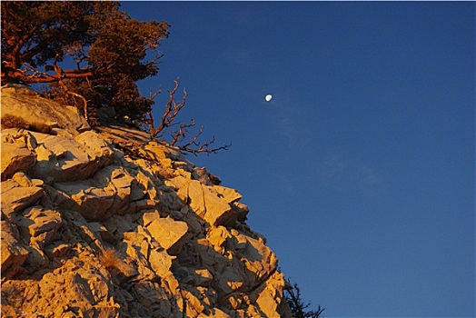 石头,树,月亮,早晨,内华达山脉,加利福尼亚