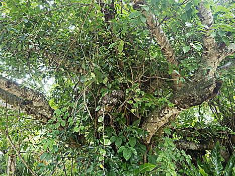 自然,榕属植物