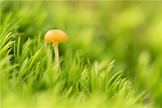 小,蘑菇,苔藓,微距,聚焦