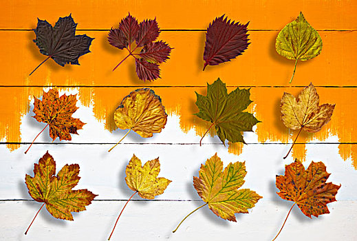 合成效果,图像,秋叶,橘色,涂绘,厚木板