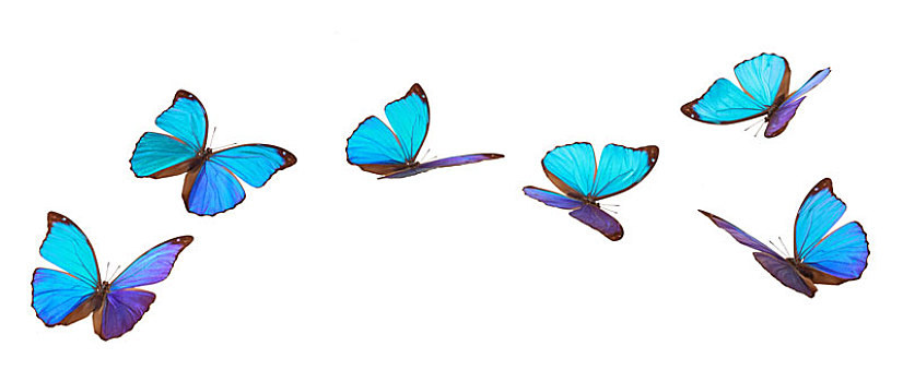 蓝色,飞,蝴蝶