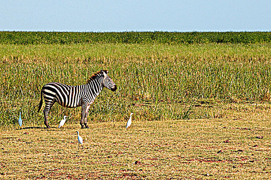 斑马,站立,土地,国家公园,坦桑尼亚