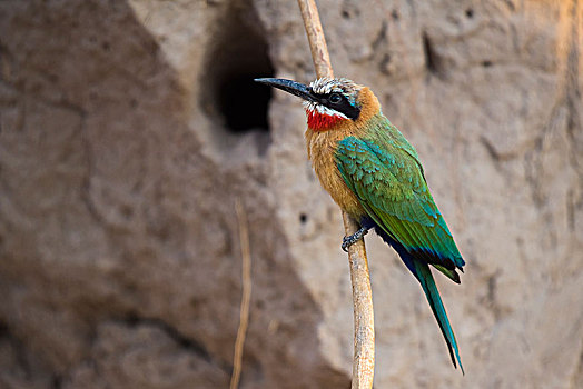 食蜂鸟,洞,乔贝,河,乔贝国家公园,博茨瓦纳,非洲