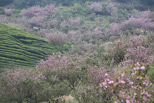 樱花,茶园