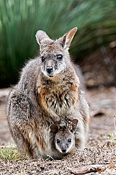 小袋鼠,大袋鼠属,澳大利亚