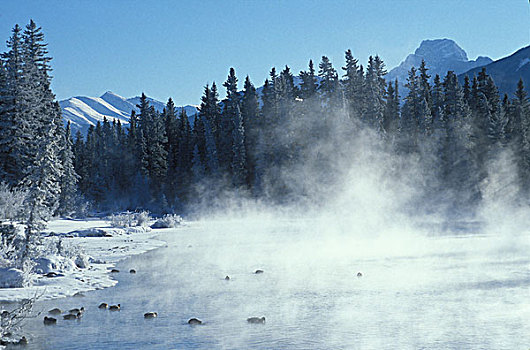 蒸汽,上升,弓河,寒冷,早晨,加拿大,艾伯塔省
