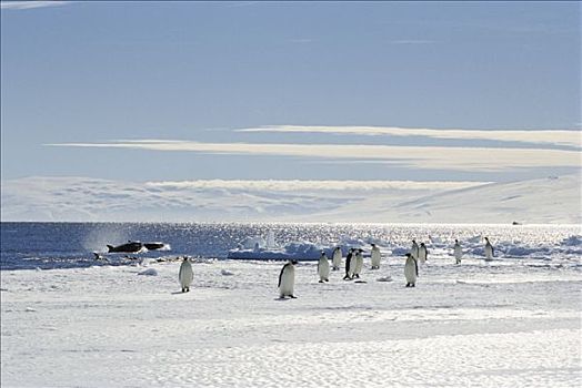 帝企鹅,边缘,靠近,食肉动物,逆戟鲸,南极