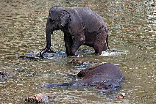 亚洲象,象属,浴,河,大象孤儿院,中央省,斯里兰卡,亚洲