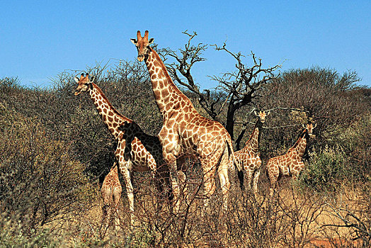 群,安哥拉,长颈鹿,幼兽,大草原,埃托沙国家公园,纳米比亚,非洲