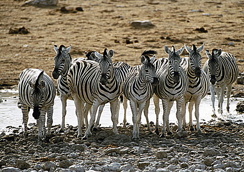 非洲,纳米比亚,群,斑马,站立,正面,水塘