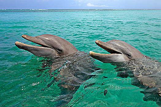 两个,宽吻海豚,海豚,成年,游泳,洪都拉斯,加勒比,中美洲,拉丁美洲