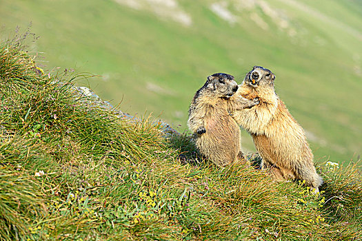 两个,阿尔卑斯土拨鼠,旱獭,争斗,相互,上陶恩山国家公园,提洛尔,奥地利,欧洲