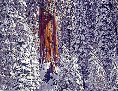 积雪,树林,美洲杉,国王峡谷,国家公园,加利福尼亚,大幅,尺寸