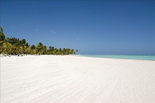 棕榈树,海滩,蓬塔卡纳,多米尼加共和国,中美洲