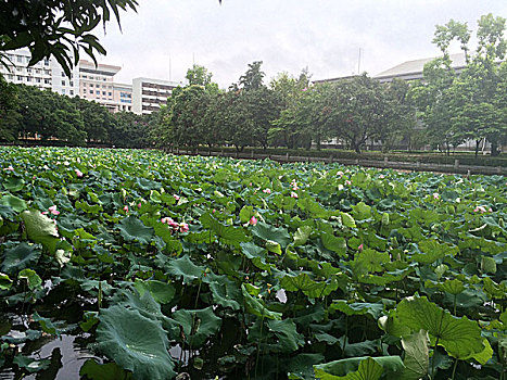 广西大学