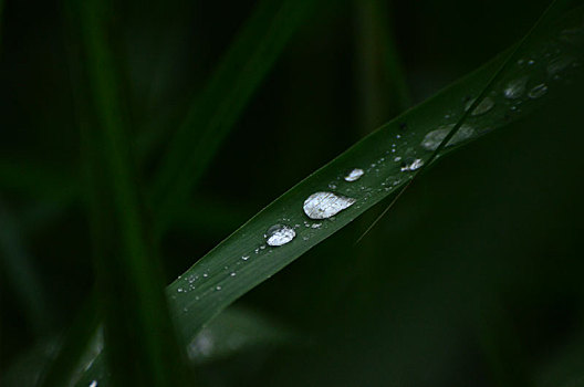 芦苇细雨润无声