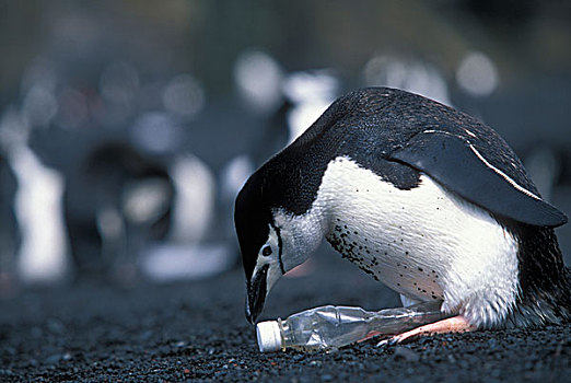 南极,欺骗岛,帽带企鹅,南极企鹅,孵卵,塑料瓶,左边,海滩