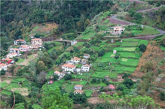 种植,梯田,崖顶,岛屿,马德拉岛