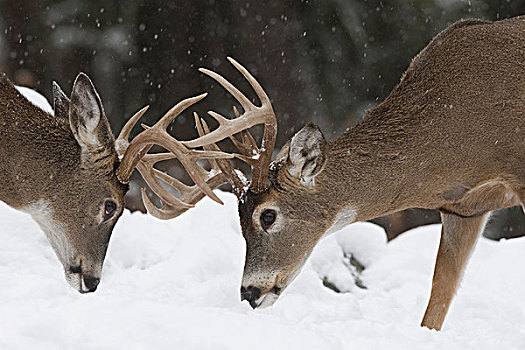 白尾鹿,公鹿,打斗,雪中