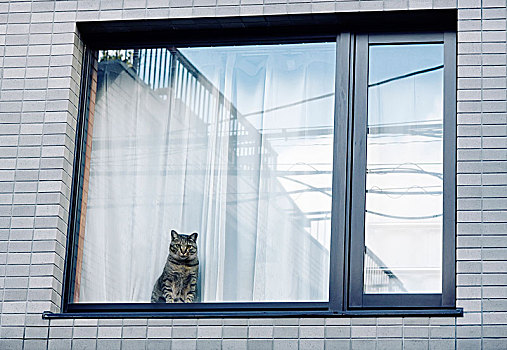猫,坐,窗台,公寓楼