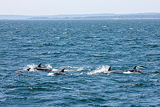 海豚,大马南岛,芬地湾,新布兰斯维克,加拿大