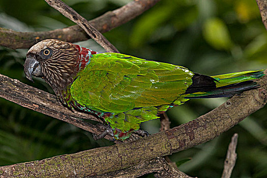 鹦鹉,南美