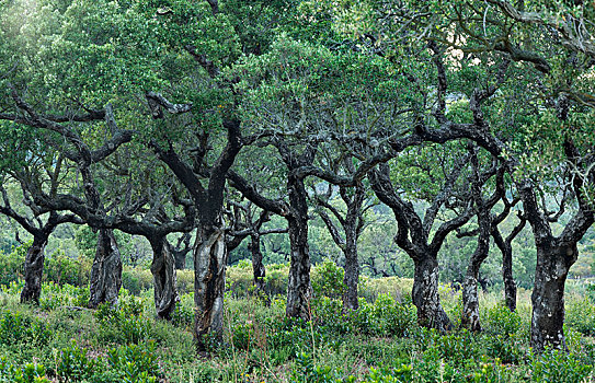 老,栓皮栎,科西嘉岛,法国