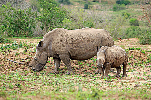 白色,犀牛,白犀牛,坝,小动物,喂食,觅食,国家公园,纳塔耳,南非,非洲