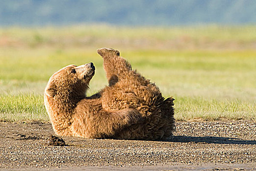 阿拉斯加棕熊,伸展,室外,边缘,卡特麦国家公园,阿拉斯加