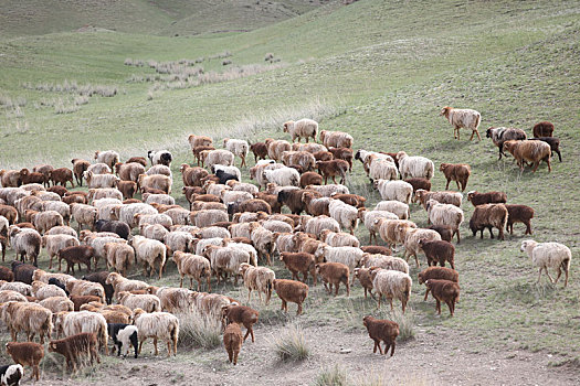 新疆博州上百万只羊转场