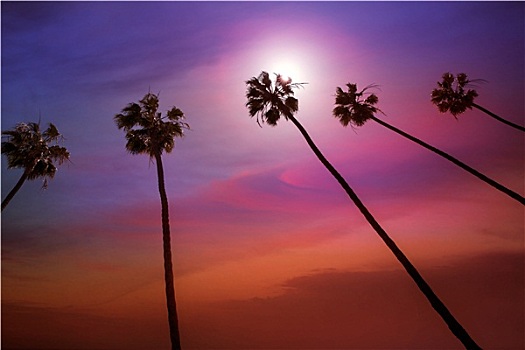 加利福尼亚,棕榈树,日落,彩色,天空