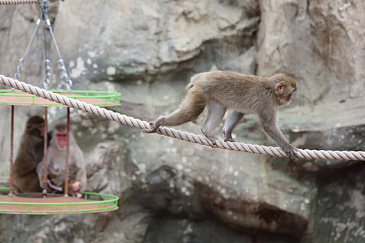 温泉猴