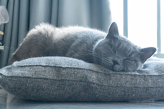 一只在窗边休息的灰色短毛可爱小猫