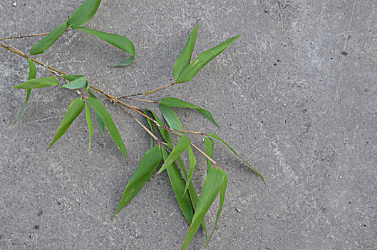 竹子,竹叶,植物,特写,图片,素材