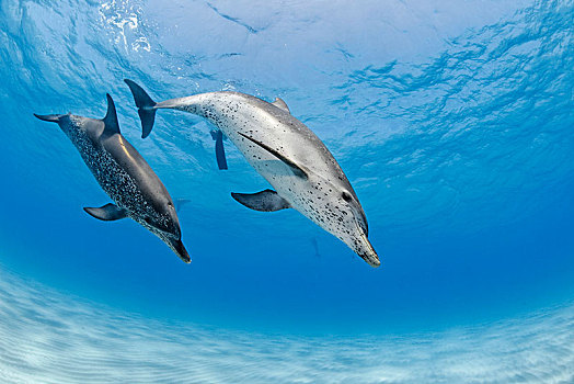 大西洋细吻海豚,花斑原海豚,动物,一对,巴哈马浅滩,巴哈马,中美洲