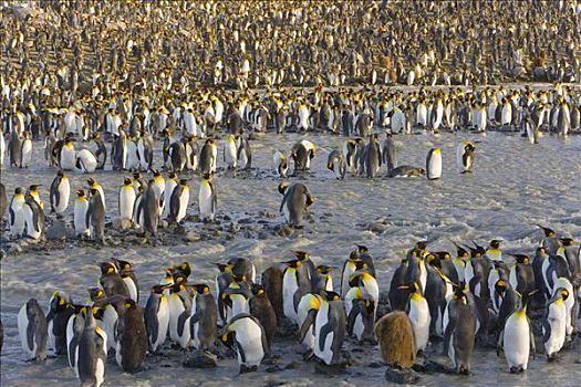 帝企鹅,拥挤,栖息地,河,靠近,海洋,南乔治亚,南大洋,南极辐合带