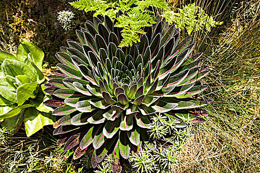 巨大,山梗莱属植物,鲁文佐里山,乌干达,非洲